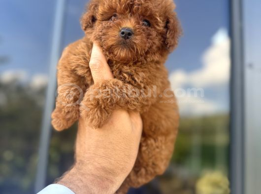 Core Teacup Kg Garantili Toy Poodle görsel