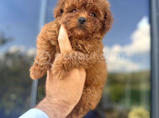 Core Teacup Kg Garantili Toy Poodle görsel