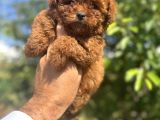 Core Teacup Kg Garantili Toy Poodle