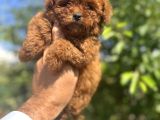 Core Teacup Kg Garantili Toy Poodle