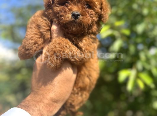 Core Teacup Kg Garantili Toy Poodle görsel