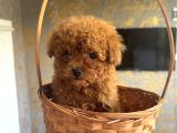 Core Teacup Kg Garantili Toy Poodle