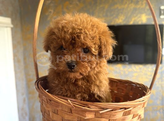 Core Teacup Kg Garantili Toy Poodle görsel