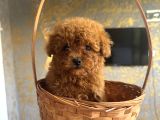 Core teacup kg garantili toy poodle