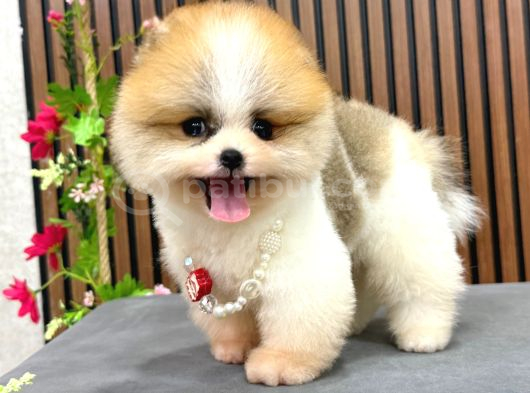 En Özel Renk Teddybear Yavrular görsel