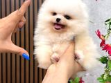 SAFKAN TÜRKİYENİN EN GÜZEL KORE POMERANİAN YAVRULARI