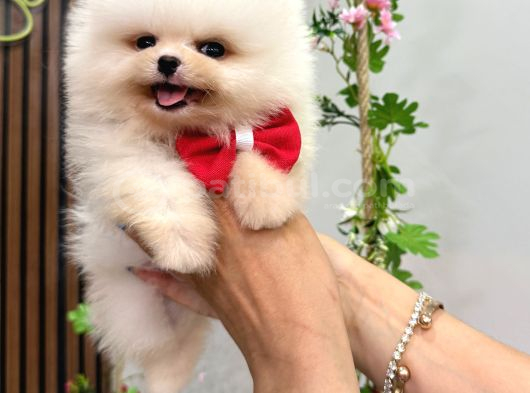 Safkan Türki̇yeni̇n En Güzel Kore Pomerani̇an Yavrulari görsel