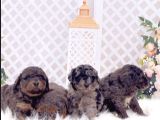 3 renk poodle Merle