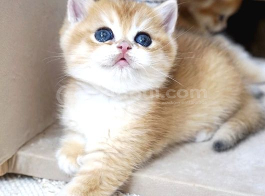 Peluş Oyuncaklar