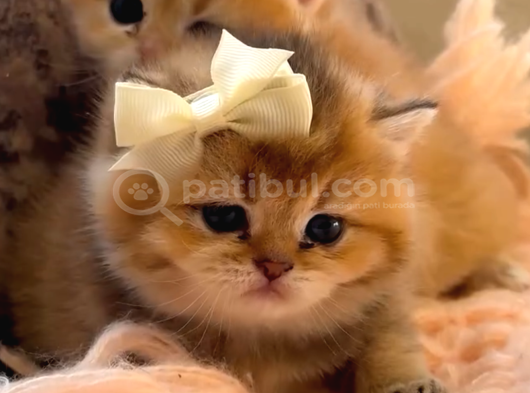Peluş Oyuncaklar görsel