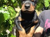 Kaliteli Doberman Yavrular