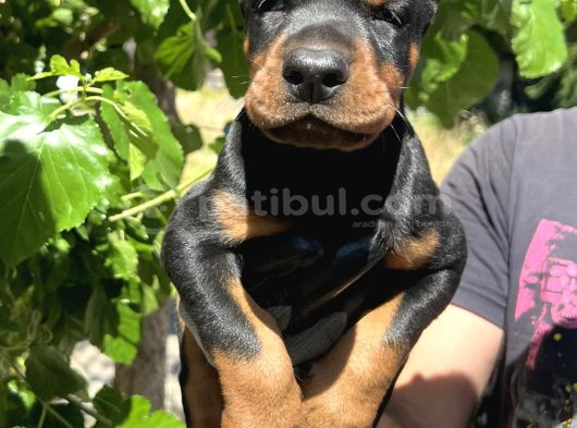 Kaliteli Doberman Yavrular görsel