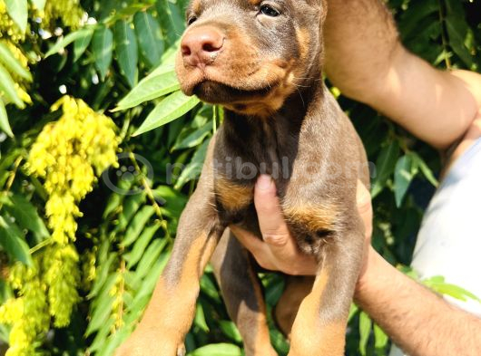 Kaliteli Doberman Yavrular görsel