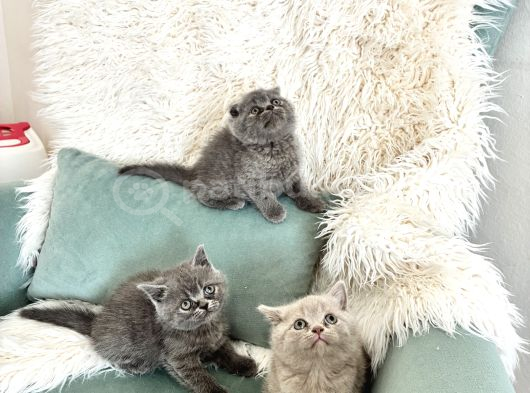 Ayı Kafa Sağlıklı Faw Ve Gri görsel