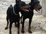 Kaliteli doberman yavrular