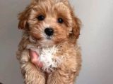 MALTİPOO CİNSİ YAVRULAR EV ÜRETİMİ