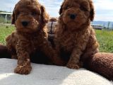 Tea Cup Poodle Bebeklerimiz Hazır