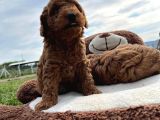 Tea Cup Poodle Bebeklerimiz Hazır
