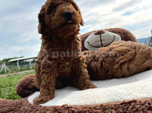 Tea Cup Poodle Bebeklerimiz Hazır görsel