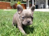 French Bulldog Yavruları Sizleri Bekliyor