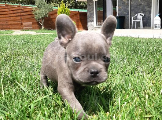 French Bulldog Yavruları Sizleri Bekliyor