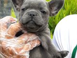 French Bulldog Yavruları Sizleri Bekliyor