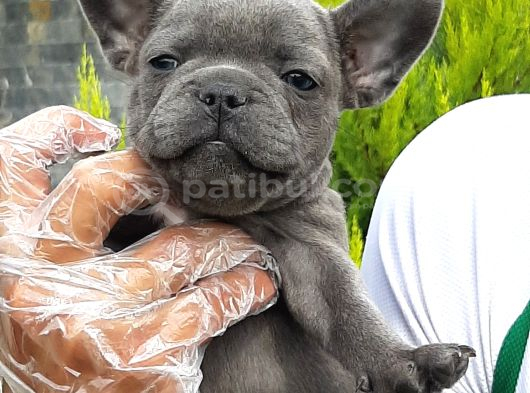 French Bulldog Yavruları Sizleri Bekliyor görsel