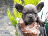 French Bulldog Yavruları Sizleri Bekliyor