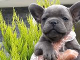 French Bulldog Yavruları Sizleri Bekliyor