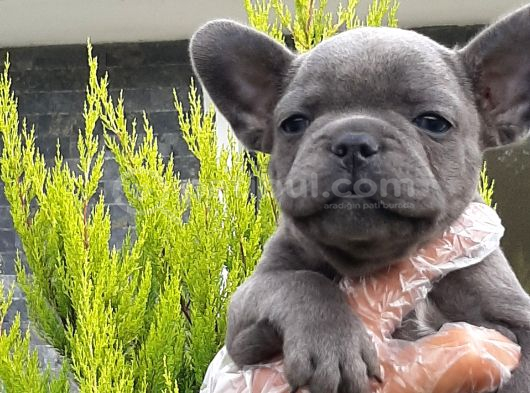 French Bulldog Yavruları Sizleri Bekliyor görsel