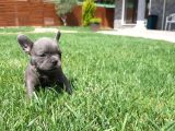 French Bulldog Yavruları Sizleri Bekliyor