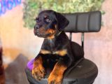 Ruhsatlı Çiftlikten Rottweiler Yavru