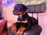 Ruhsatlı Çiftlikten Rottweiler Yavru