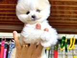 Pomerri̇an Boo Sevi̇mli̇ Yavrular