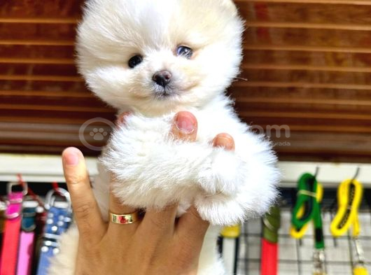 Pomerri̇an Boo Sevi̇mli̇ Yavrular görsel