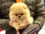 POMERRİAN BOO SEVİMLİ YAVRULAR