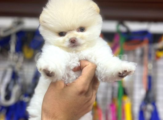 Pomerri̇an Boo Sevi̇mli̇ Yavrular görsel