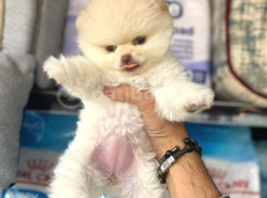 Pomerri̇an Boo Sevi̇mli̇ Yavrular görsel