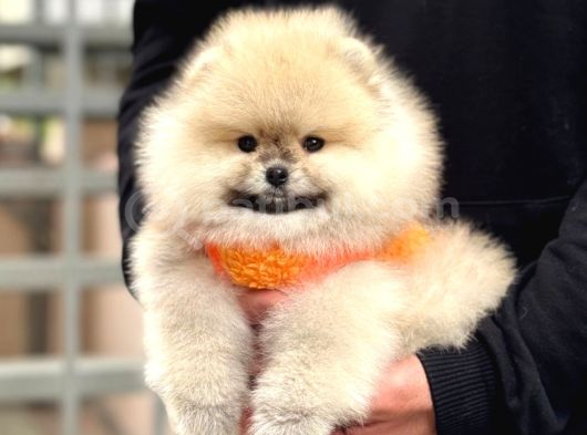 Pomerri̇an Boo Sevi̇mli̇ Yavrular görsel