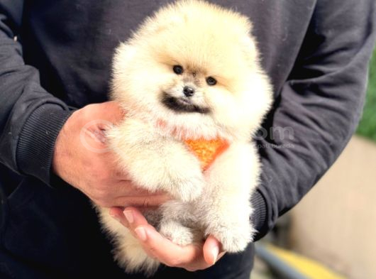 Pomerri̇an Boo Sevi̇mli̇ Yavrular görsel