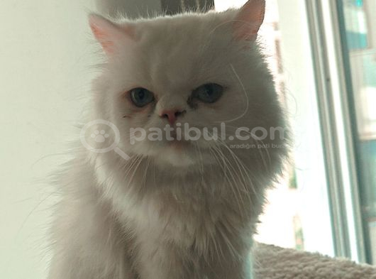 Bursa Chinchilla Ücretsiz görsel