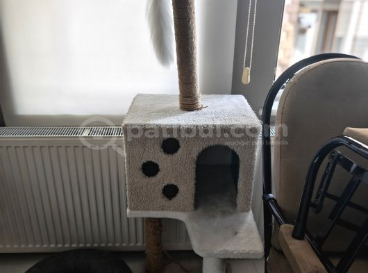 Bursa Chinchilla Ücretsiz görsel