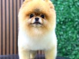 Şampi̇yon Babadan Şampi̇yon Pomeranian Yavrular