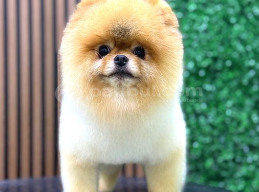 Şampi̇yon Babadan Şampi̇yon Pomeranian Yavrular görsel