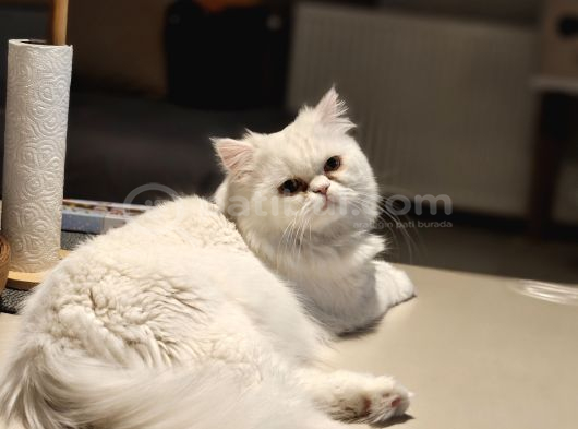 Bursa Chinchilla Ücretsiz görsel