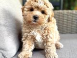 MALTİPOO CİNSİ YAVRULAR EV ÜRETİMİ