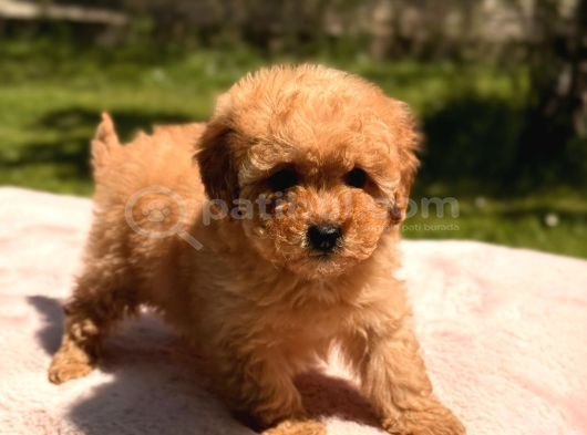 Toy Poodle Sevi̇mli̇ Yavrular Ev Üreti̇mi̇ görsel