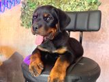Ruhsatlı çiftlikten rottweiler yavru