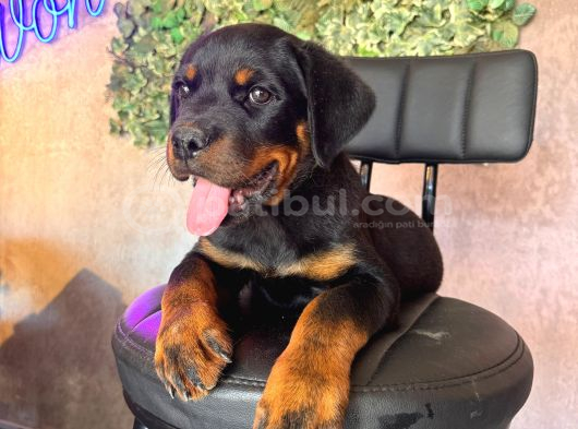 Ruhsatlı Çiftlikten Rottweiler Yavru