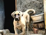 Presa Canario Di̇şi̇  Yavru Şampi̇yon Exğortlaron Yavrusu